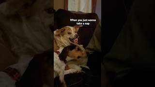 When you’re just trying to nap, but your cousin has other plans… 😠🐶 #dog #funny #reels #trending