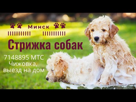 Машинка для стрижки собак,  выбор. Мнение профессионала.