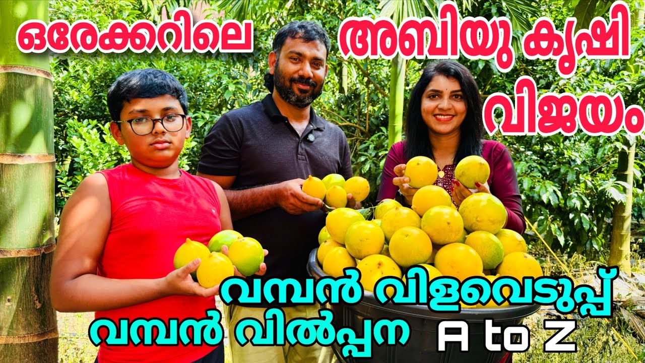 ഒരേക്കറിലെ അബിയൂ കൃഷി വിജയം | വമ്പൻ വിളവെടുപ്പ് | വമ്പൻ വിൽപ്പന | abiu fruit | abiu farming