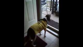 Buster Beagle on Halloween 2010