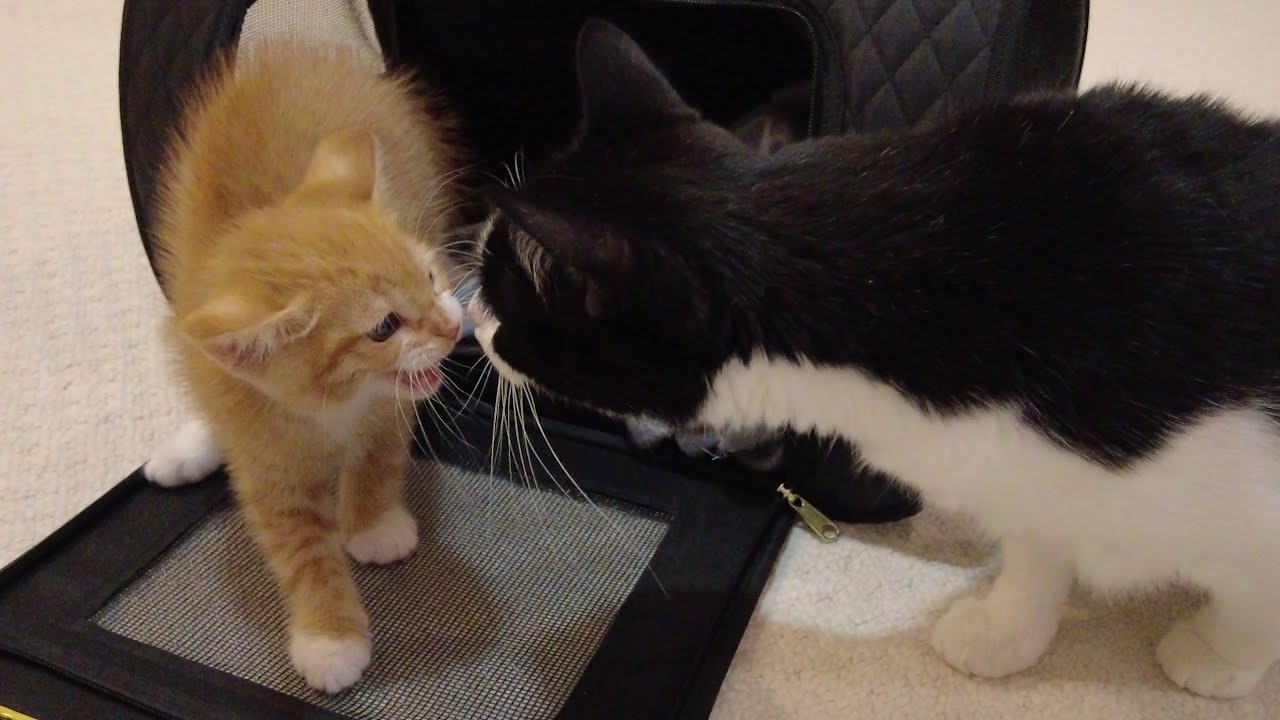 New Kitten Meets Cats For The First Time
