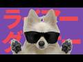【16歳が犬と一緒に】『ライアーダンサー』歌ってみた/でぃむら feat. コタロー