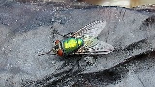 Common Green Bottle Fly Cleaning Itself and Feeding