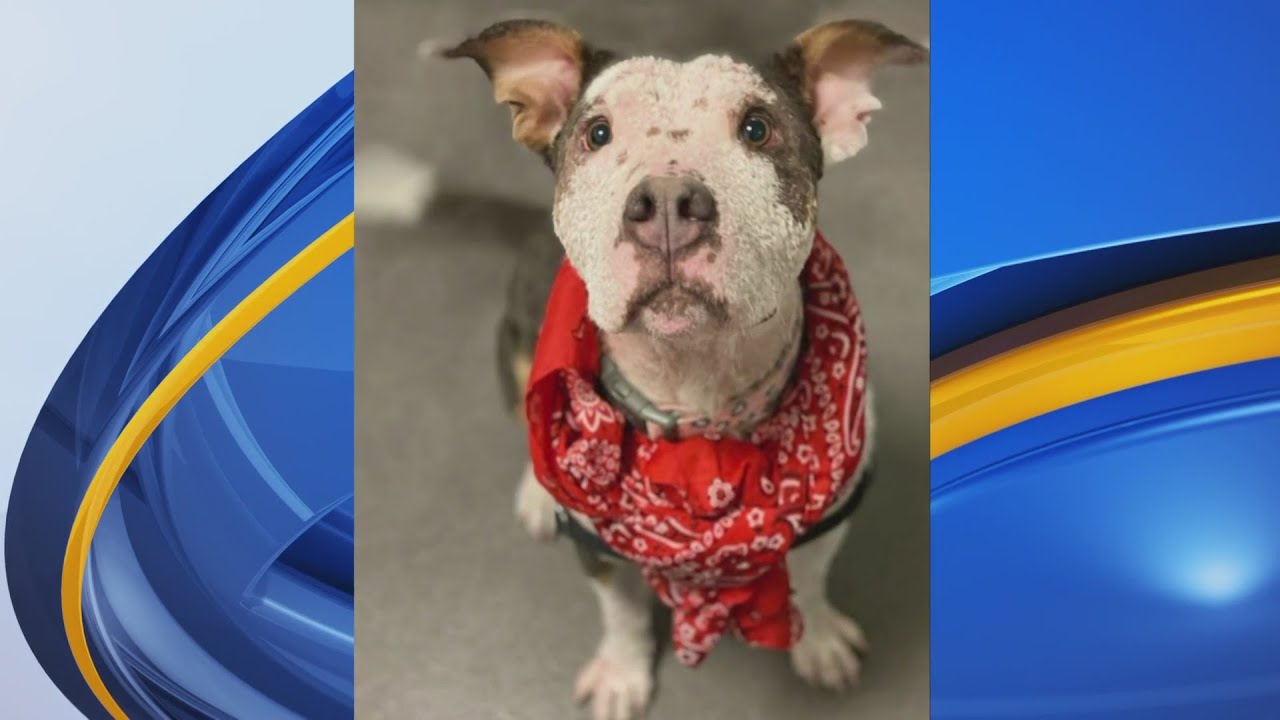 Lucky Paws hosts fashion show for adoptable pets YouTube