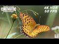 🦋✨ Beautiful Insects in Nature | 4K HDR 60FPS Dolby Vision Mind Relaxing Insect Cinematic Visuals 🌿🌸