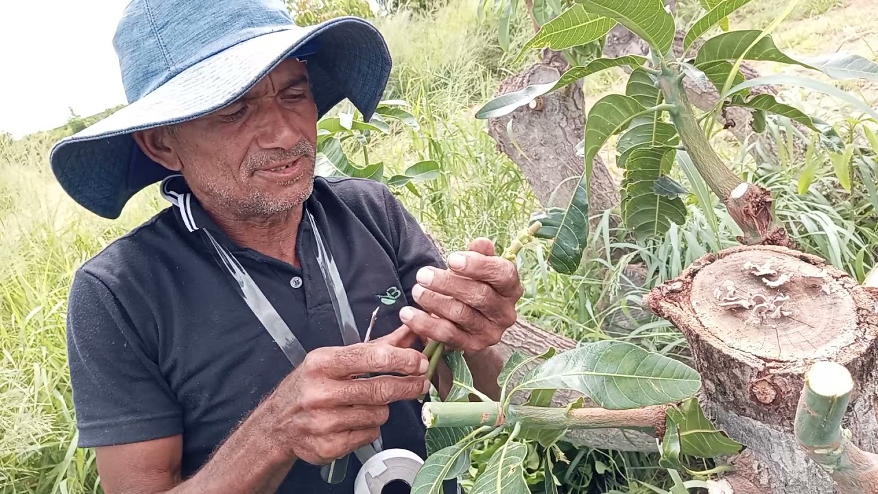 Aprenda enxertar corretamente qualquer variedade de mangueira/Enxertia