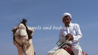 Camels And Bedouins