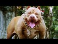Dünyanın En Güçlü 10 Köpek Cinsi