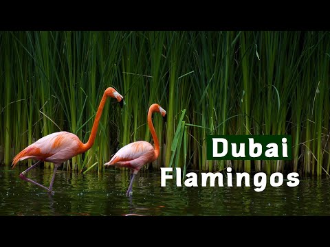 Dubai, flamingo's feeding