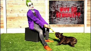 Funny Dog VS The Joker Prank: Flor The Frenchie Funny Dog Vs Skeleton Dance Prank Flor The Frenchie