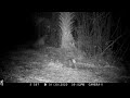 Mark&#39;s Cams. Browning Recon Force Trail Camera. Florida Panther and Opossum. January 30, 2020.