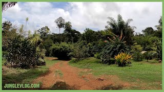 Exotic Rainforest Park Scenery • Relaxing Tropical Jungle Resort