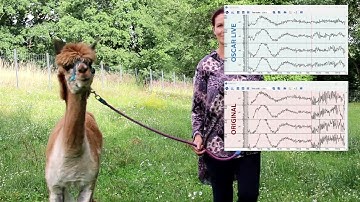 Measuring EEG from an ALPACA with the UNICORN BCI CORE-8 | walking