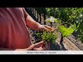 Napa Ride-Along with Thomas Rivers Brown, Part 1: Panek Vineyard