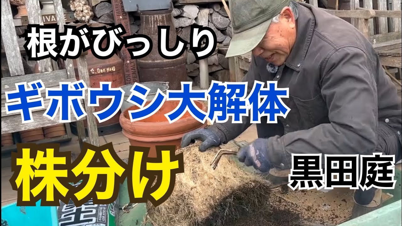 まさかのノコギリ！？放置ギボウシの株分けが大手術すぎた 2025 Kuroda's Residence