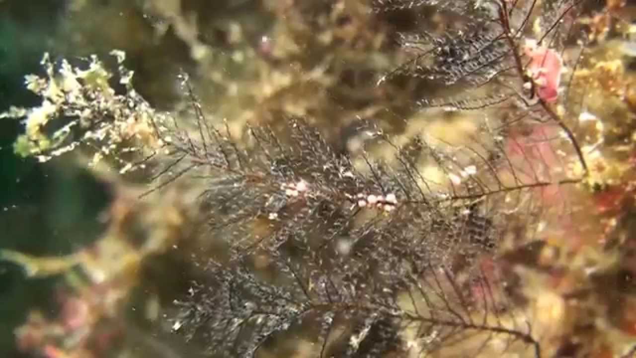 マツカサウミウシ属の一種