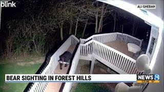 Bear sighting in Forest Hills