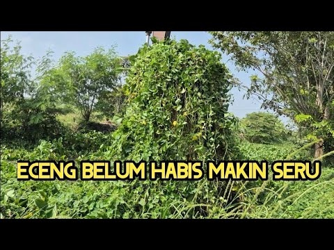 MAKIN GILA❗️ECENG & KANGKUNG MAKIN BANYAK❗️BOCAH BEREBUT IKAN❗️#kdm 