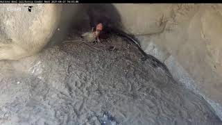 Female California Condor Feeds Downy Chick At Huttons Bowl – April 27, 2021