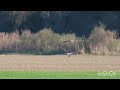 Štekavac lovi nutriju - White-tailed eagle vs nutria