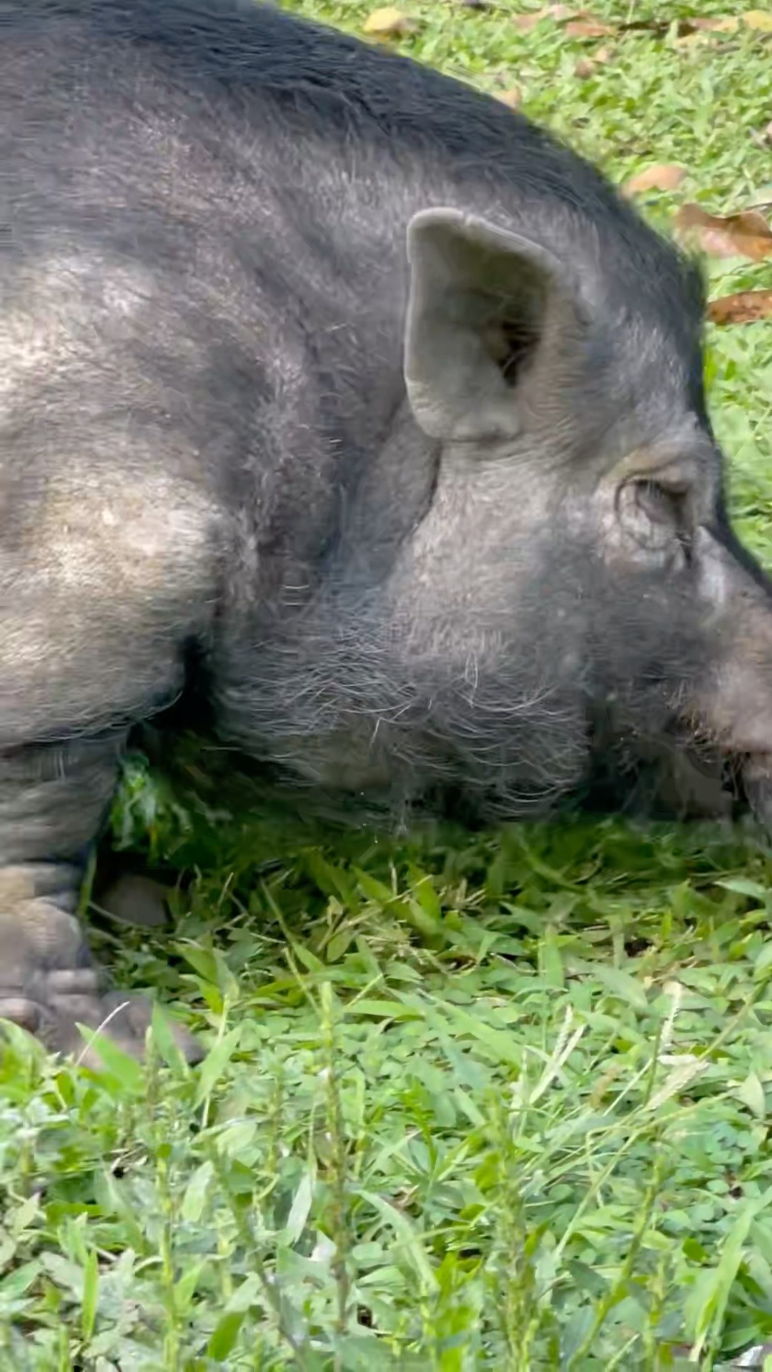 Big Pig Eating Grass