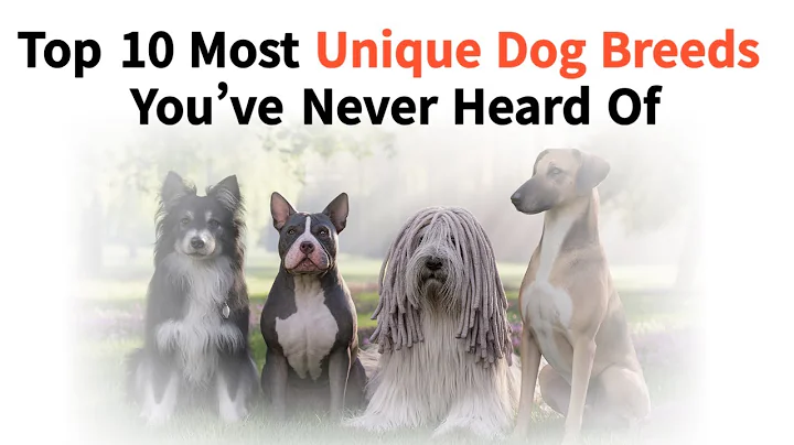 10 Most Unique Dog Breeds You’ve Never Heard Of