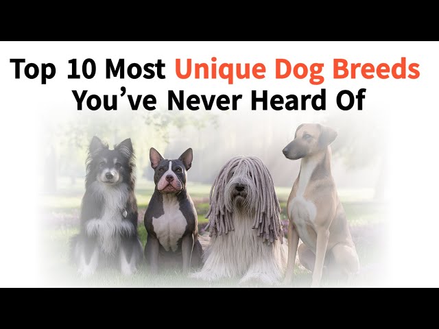 10 Most Unique Dog Breeds You’ve Never Heard Of