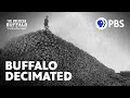 Impact of Buffalo Destruction on Native Americans