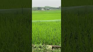 Visit My Villages Sticky Rice Fields