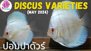 DISCUS FISH Varieties ​@PandYDiscusFarm (ปลาปอมปาดัวร์)