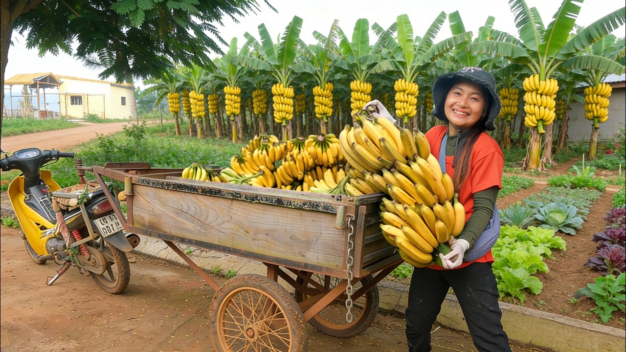 Harvest Bananas To Sell At The Market – Simple Cooking, Farming, Animal ...