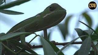 safariLIVE - Sunrise Safari - September 20, 2019