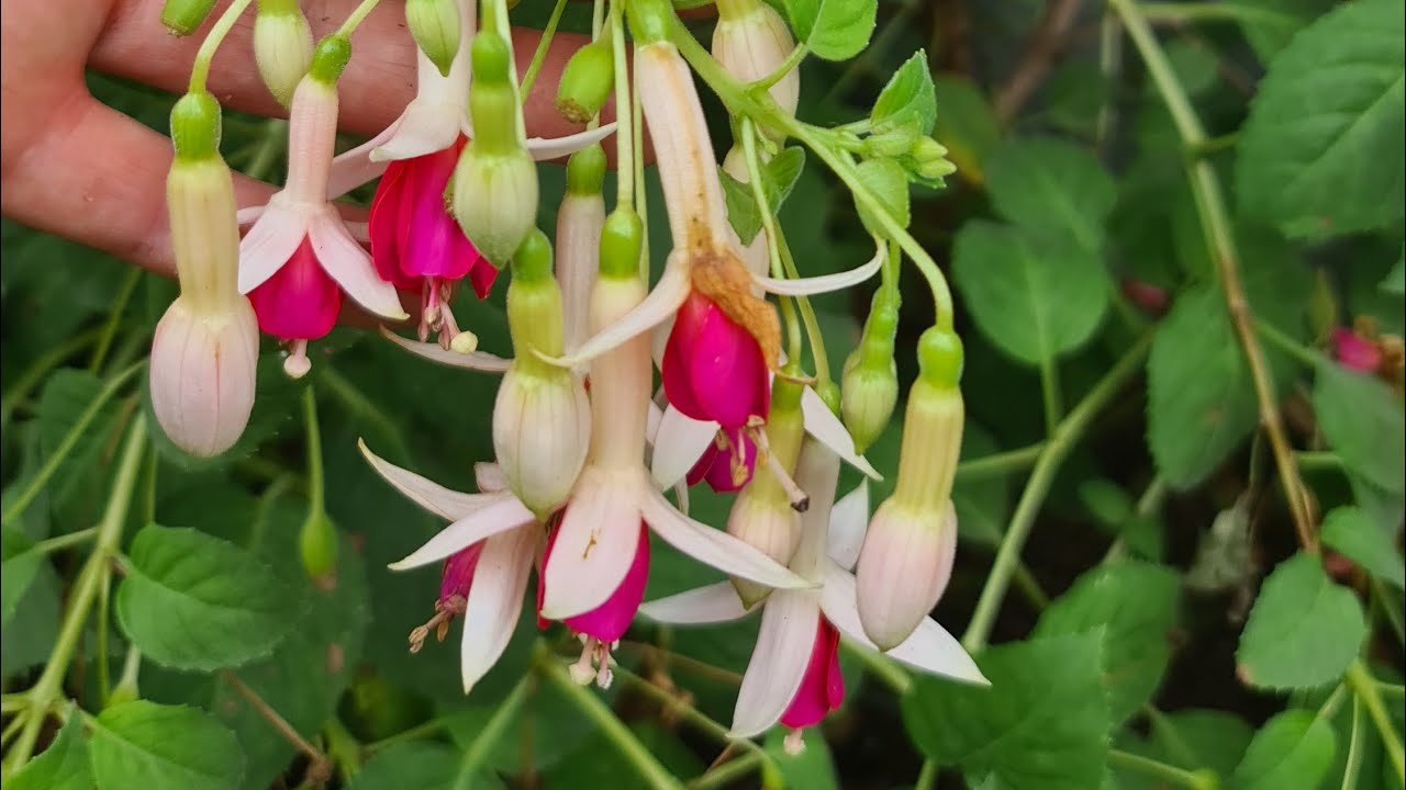 Ablamların Köy Bahçeleri