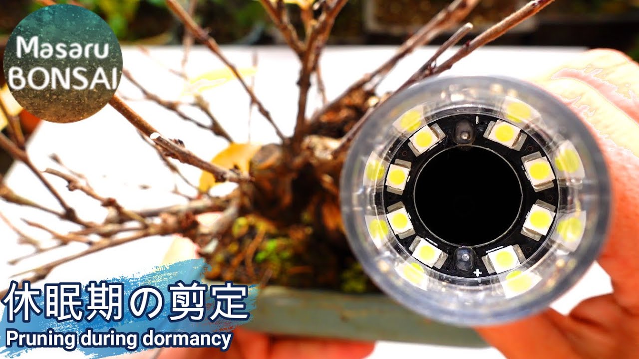 盆栽 その枝は切らないで っ ユスラウメ ヒメトクサ ホタルツワブキ カリンより 12 13 Youtube