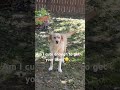 Lucy 🦮 waiting for your likes! #cute #dog #usa