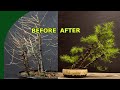 Rebuilding a larix bonsai forest