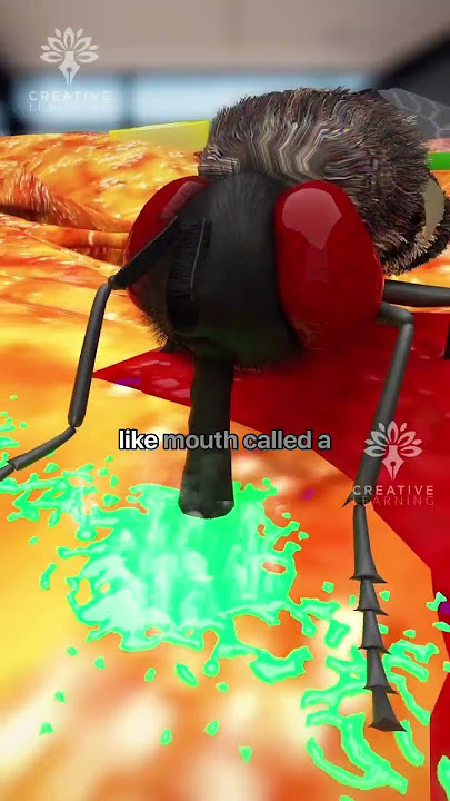 What Really Happens When a Fly Lands on Your Food #shorts #viralvideo - creativelearning3d
