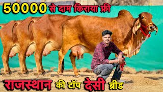 45000 से दाम,14 से 20 लीटर तक doodh कांटे तोलने वाला👍7 गाय बिकाऊ👌Top Desi Breed Cows For Sale