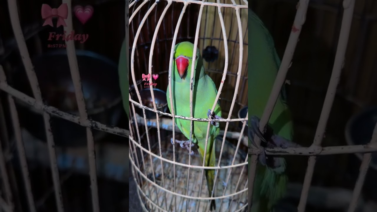 Green Parrot talking 