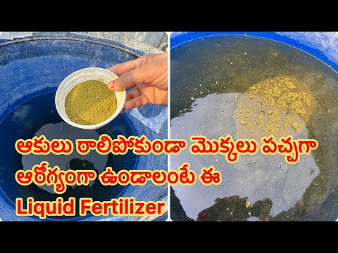 మొక్కలు ఆకుపచ్చగా ఆరోగ్యంగా బలంగా ఎదగాలంటే ఈ liquid feetiliser ఇవ్వాల్సిందే