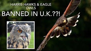 FALCONRY: Are they going to ban harris hawks and eagle owls in the U.K.??