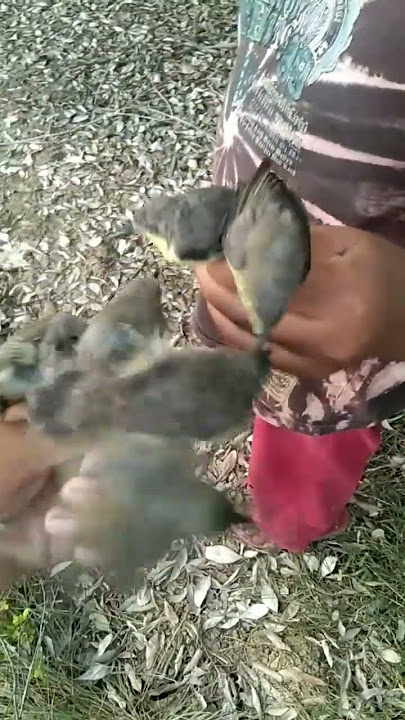 mikat burung remetuk laut di hari ke 1 dan hari ke 2 mantap👍🏻#youtubeshorts