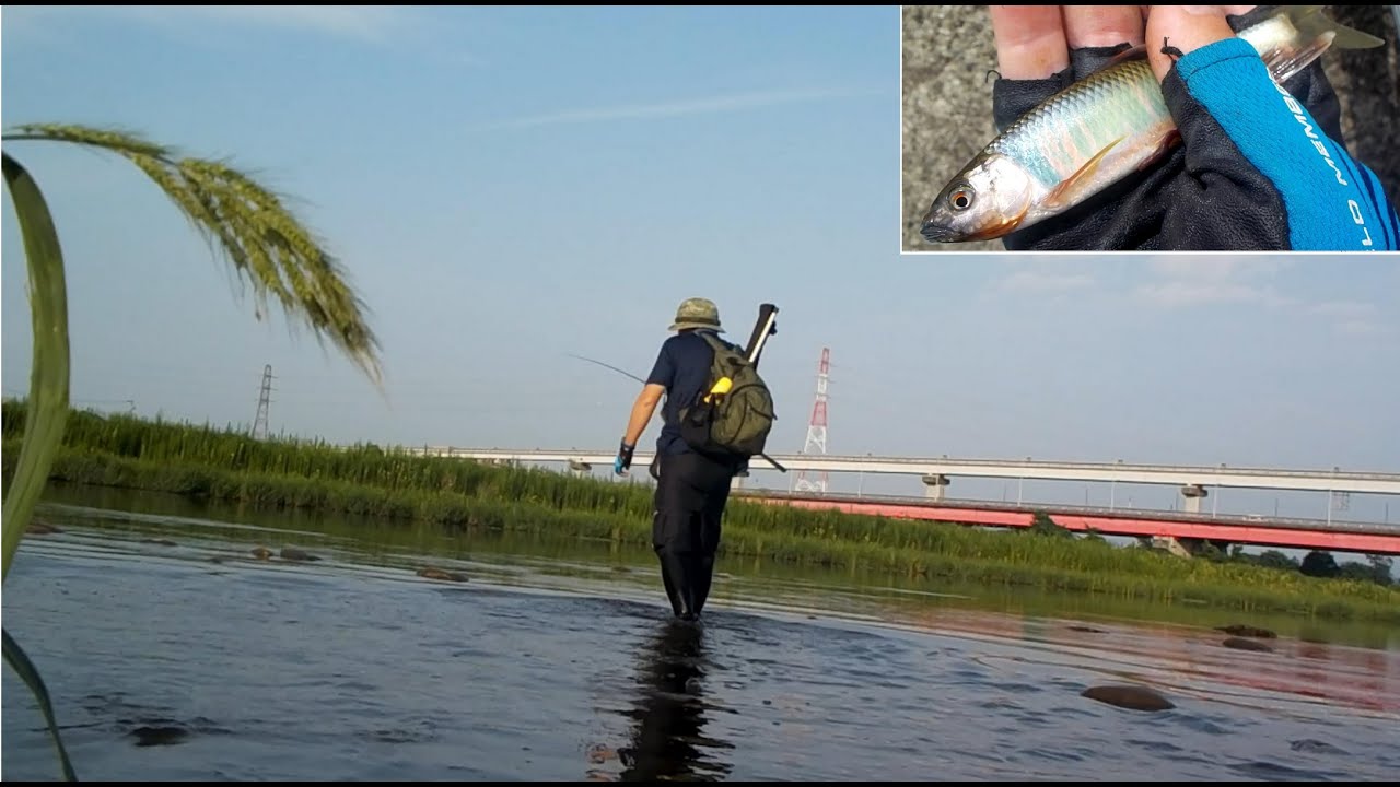 立川多摩川でオイカワで釣り 夏の味覚を塩焼き 骨酒でいただきます Youtube