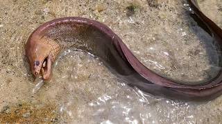 saving a moray eel from certain death