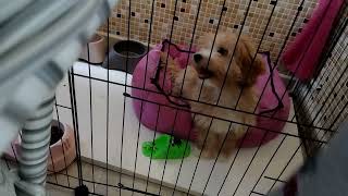 Benim Tatlış Köpeğim İle Geçirdim🐕🐶 (AYY ÇOK TATLI AMA)