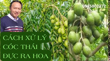 Cách Xử Lý Cây Cóc Thái Đực Ra Hoa Người Trồng Cóc Thái Cần Biết Điều Này Tại Sao Cóc không Ra Hoa