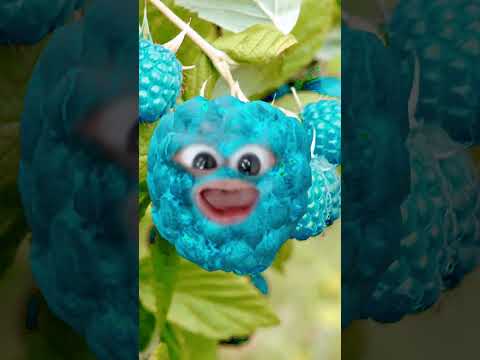 أعطيني شوية شيبس بطريقة كيكو   توت أزرق مضحك سناب