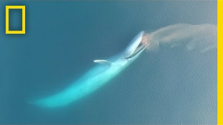 See Blue Whales Lunge For Dinner in Beautiful Drone Footage | National Geographic Resimi