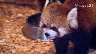 ミックスフードを食べるレッサーパンダ