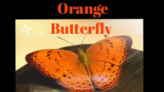 Did You See An Orange Butterfly? Don't Ignore This Powerful Message | #orangebutterfly Symbolism #yt Butterflies And Their Spiritual Symbolism
